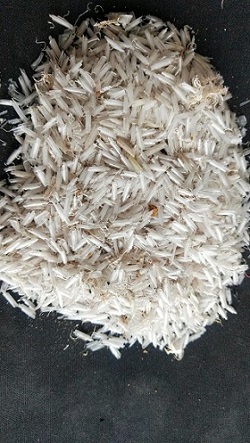 Pc Grinding Whitish with black spots